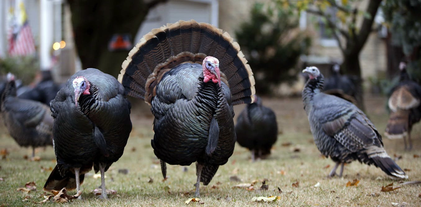 Wild turkey numbers are falling in some parts of the US - the main reason may be habitat loss