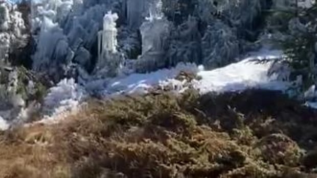 Can't see the forest for the freeze: Hikers stumble on trees frozen by 'hyper-localized icing'