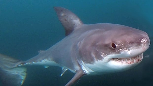 Ottawa moves to rebuild white shark population in Atlantic Canada