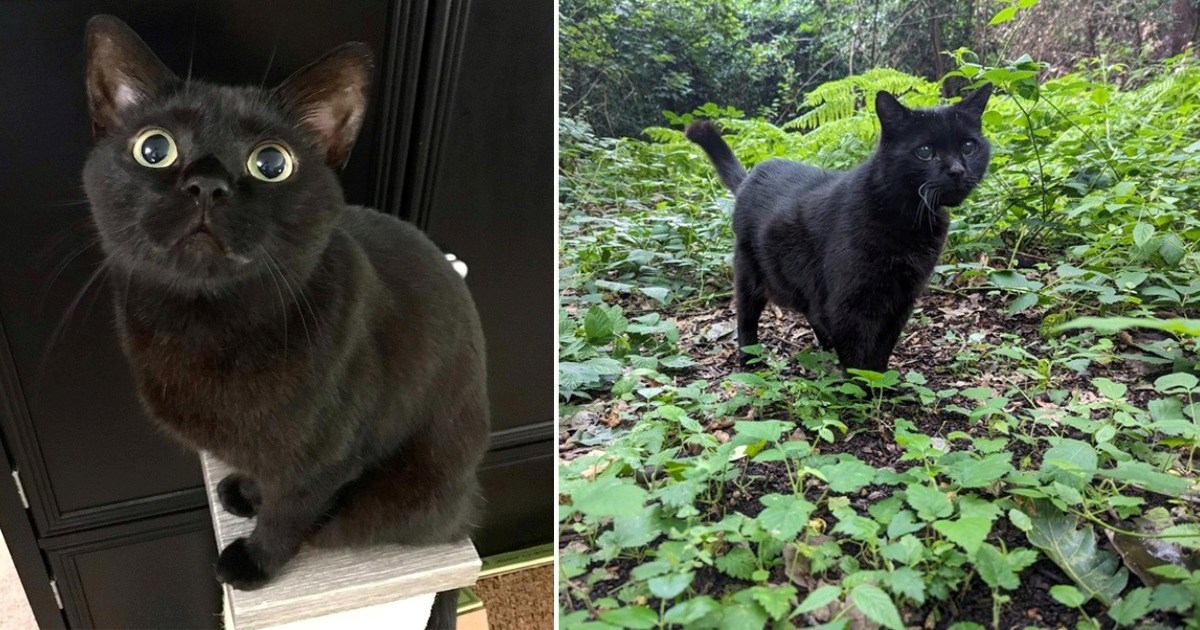 Code Midnight: A Vibrant Rendezvous of Voluminous Voids Flaunting Their Luminous Black Cat Mystique