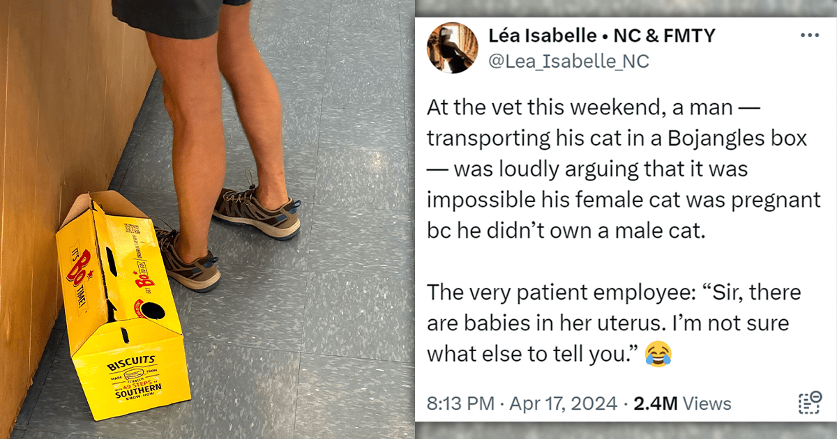 'Sir, there are babies in her uterus': Man Loudly Argues With Vet That It's Impossible His Cat Is Pregnant Because He Doesn't Have A Male Cat