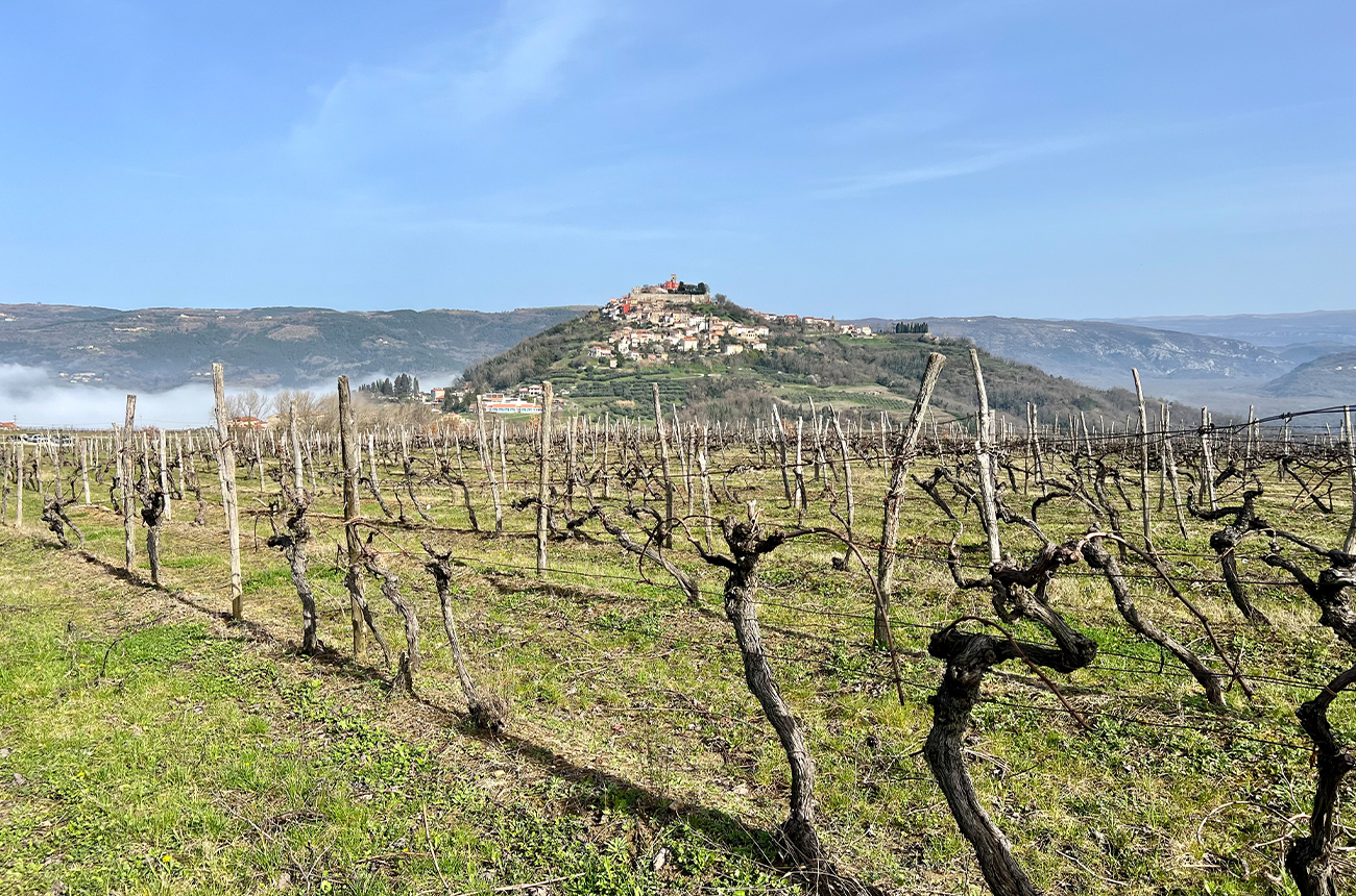 Istrian Authenticity: 15 Malvazija and Teran wines to try