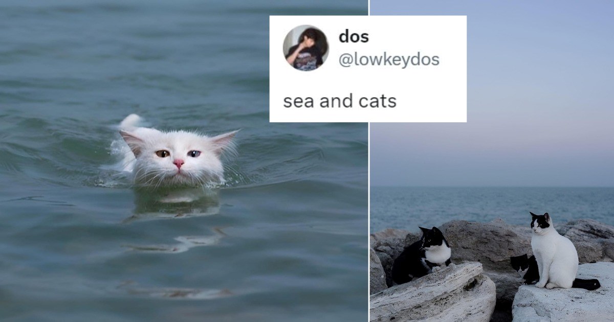 The Freshest and Funniest Feline Tweets of the Week (April 25, 2024)