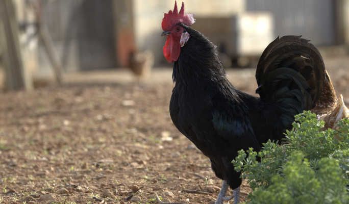  Farmers hope to reverse extinction risk of Maltese black chicken 