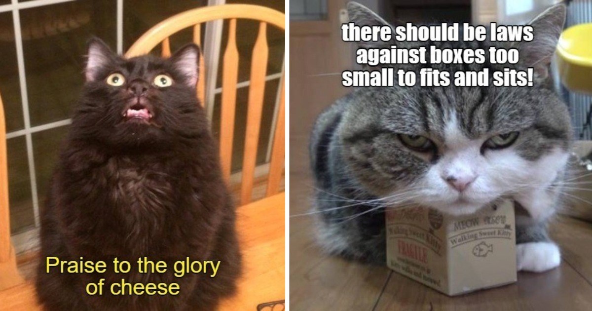 Top 20 Cat Memes of The Week - Cheezburger Users Edition #342