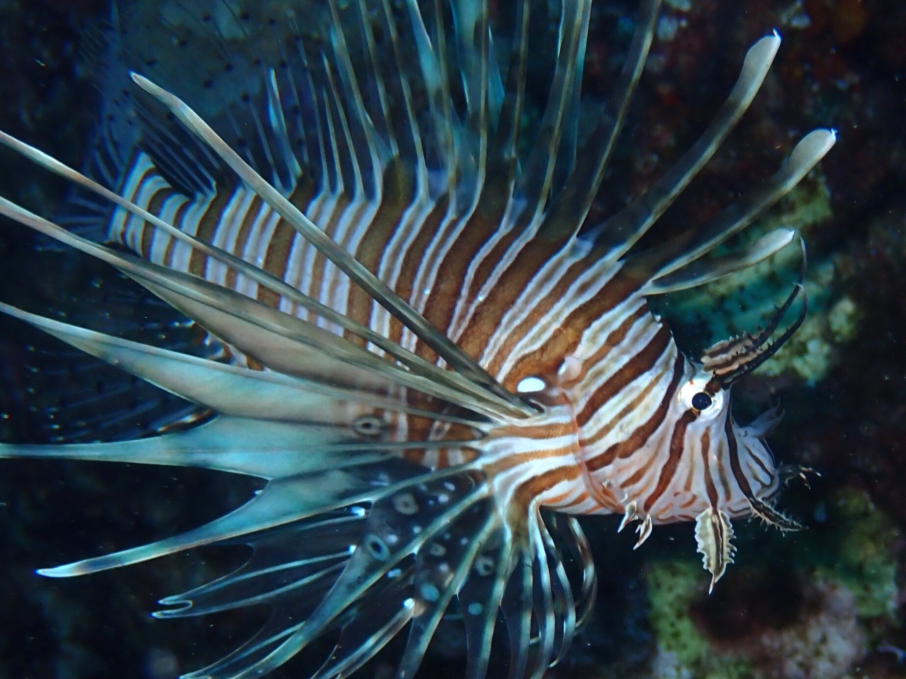 Study highlights the impact of lionfish invasion in the Mediterranean Sea