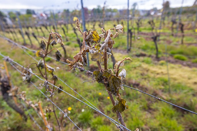German wine growers worry over recent late-spring frosts