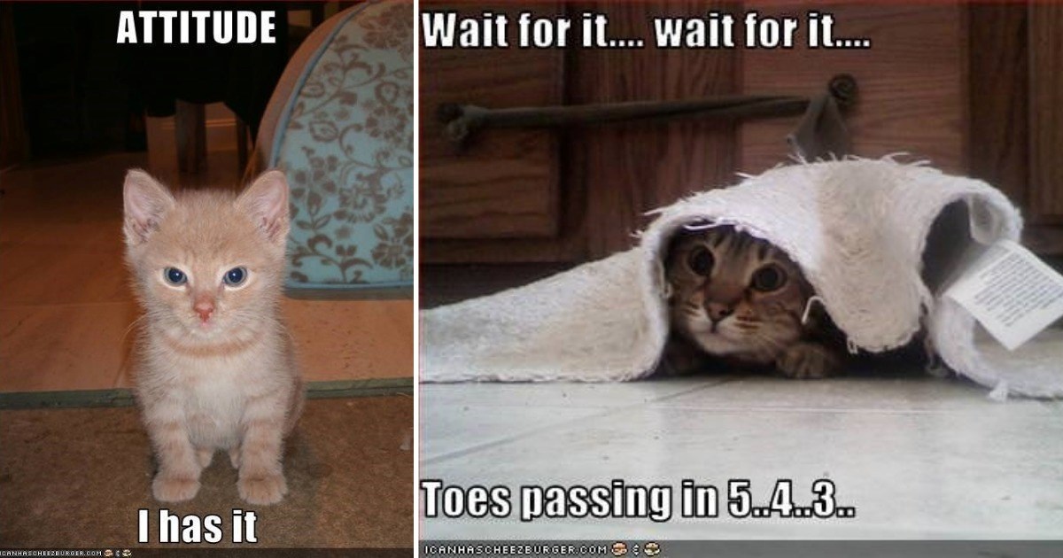 Old School Feline Funnies For Gen X Folks Who Witnessed The Rise of Cat Memes As A Viral Internet Phenomenon