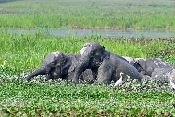 4 trampled to death by wild elephant in India's Assam