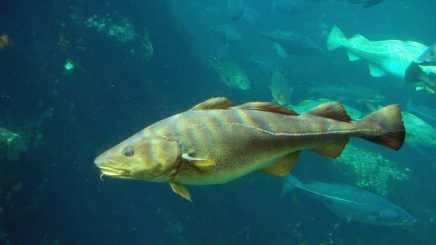 Cod stock reassessment prompts calls from producers to end moratorium