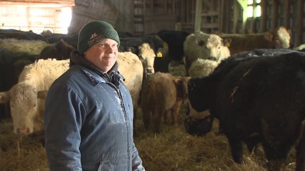 Record-high calf prices a new challenge for P.E.I. beef industry expansion