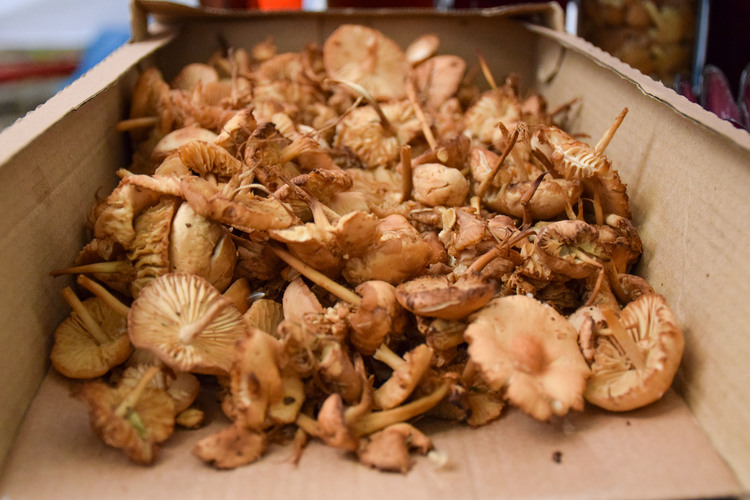 Parliament Postpones Legislative Changes on Alternative Tax on Income from Collection of Wild Mushrooms