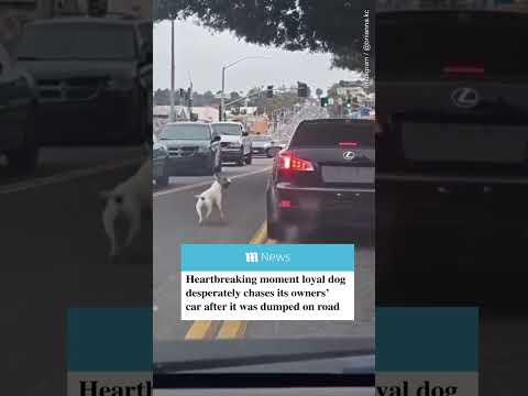 Heartbreaking moment abandoned dog chases its owners&#39; car after it was dumped on the road