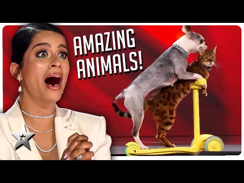 Amazing Animal Auditions on Canada&#39;s Got Talent!