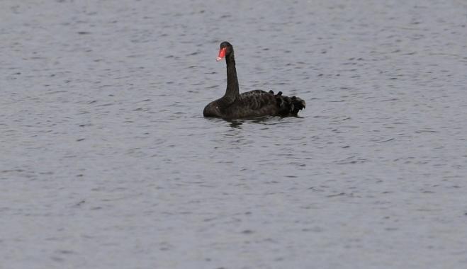 Lone black swan spotted in Evros