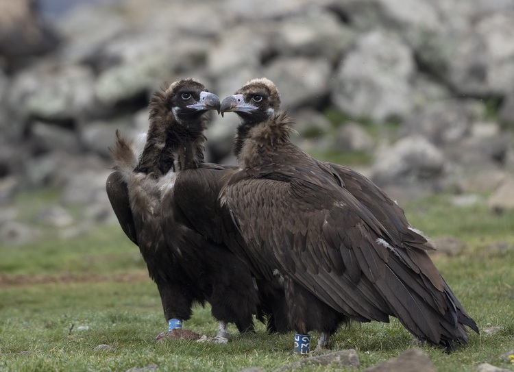 First Two Chicks of Endangered Black Vulture Species Hatch in Vrachanski Balkan Nature Park