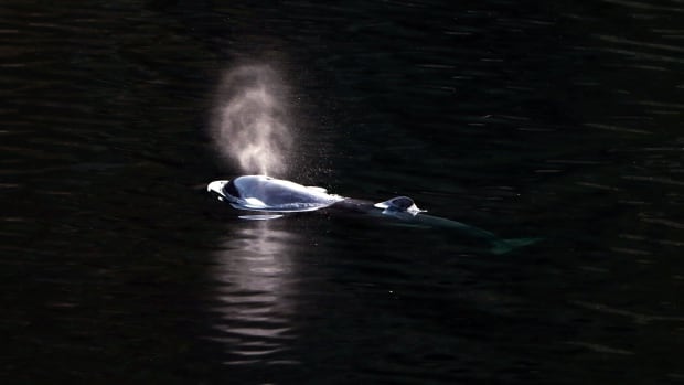 DFO warns boaters against disturbing orphan B.C. orca calf