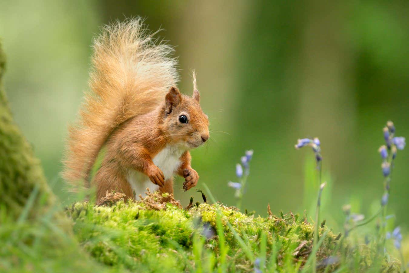 Red squirrels were hosts for leprosy in medieval England