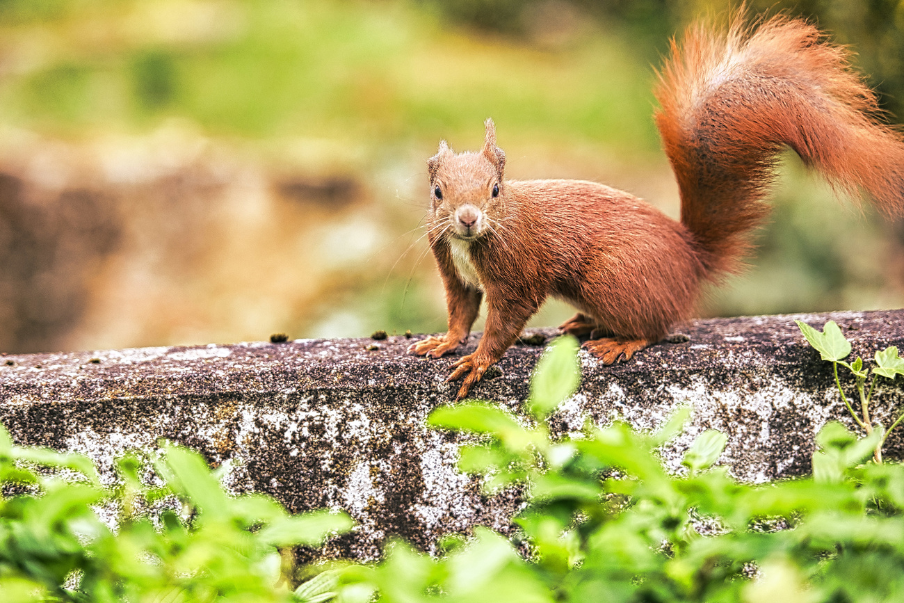 Medieval squirrels may have 'helped spread leprosy'