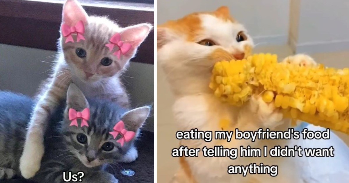 Feline-Themed Relationship Memes for Couples Nestled in the Comfort of Cat-Approved Affection