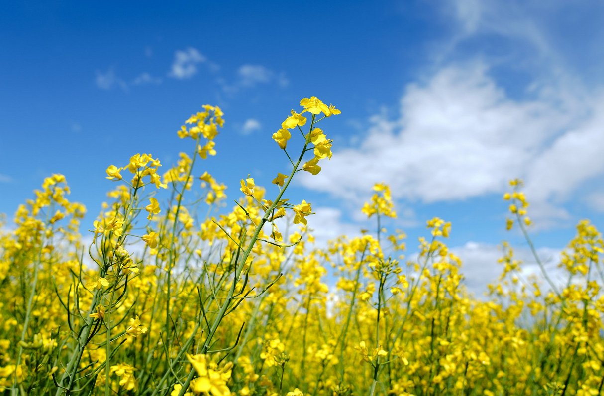 Pests widespread in Latvia's rapeseed fields this spring