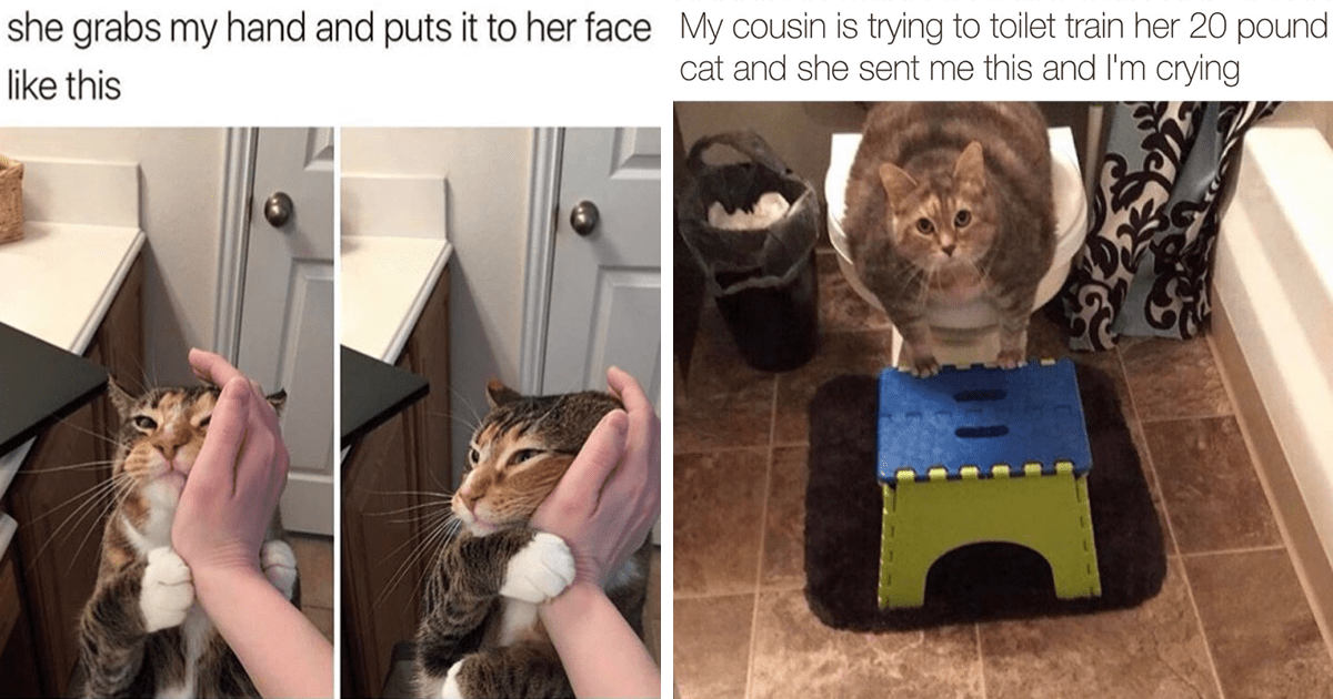Funny Cat Memes To Scroll Through While Ignoring Your Alarm Ringing This Morning