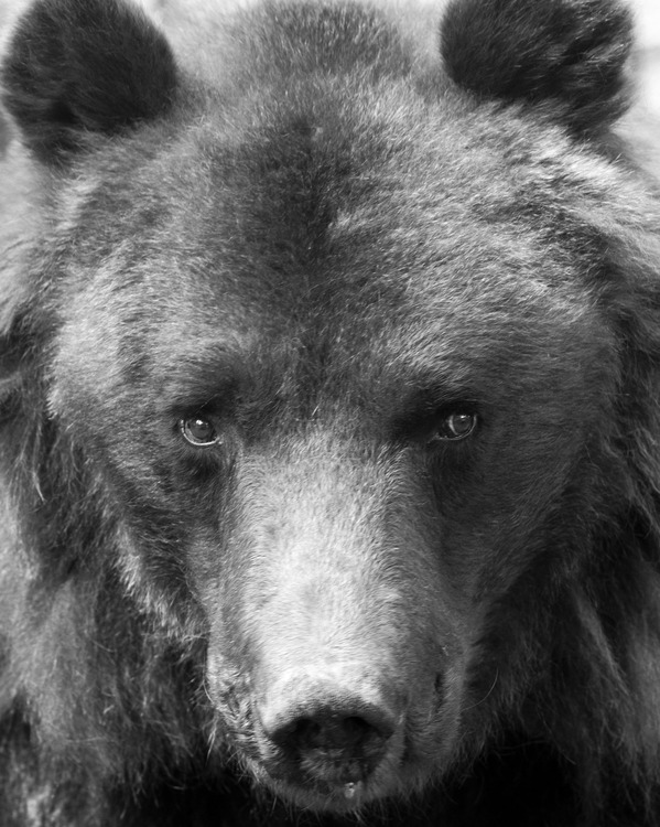 Belitsa Bear Sanctuary Bids Farewell to Late 33-year-old Brown Bear Charlie
