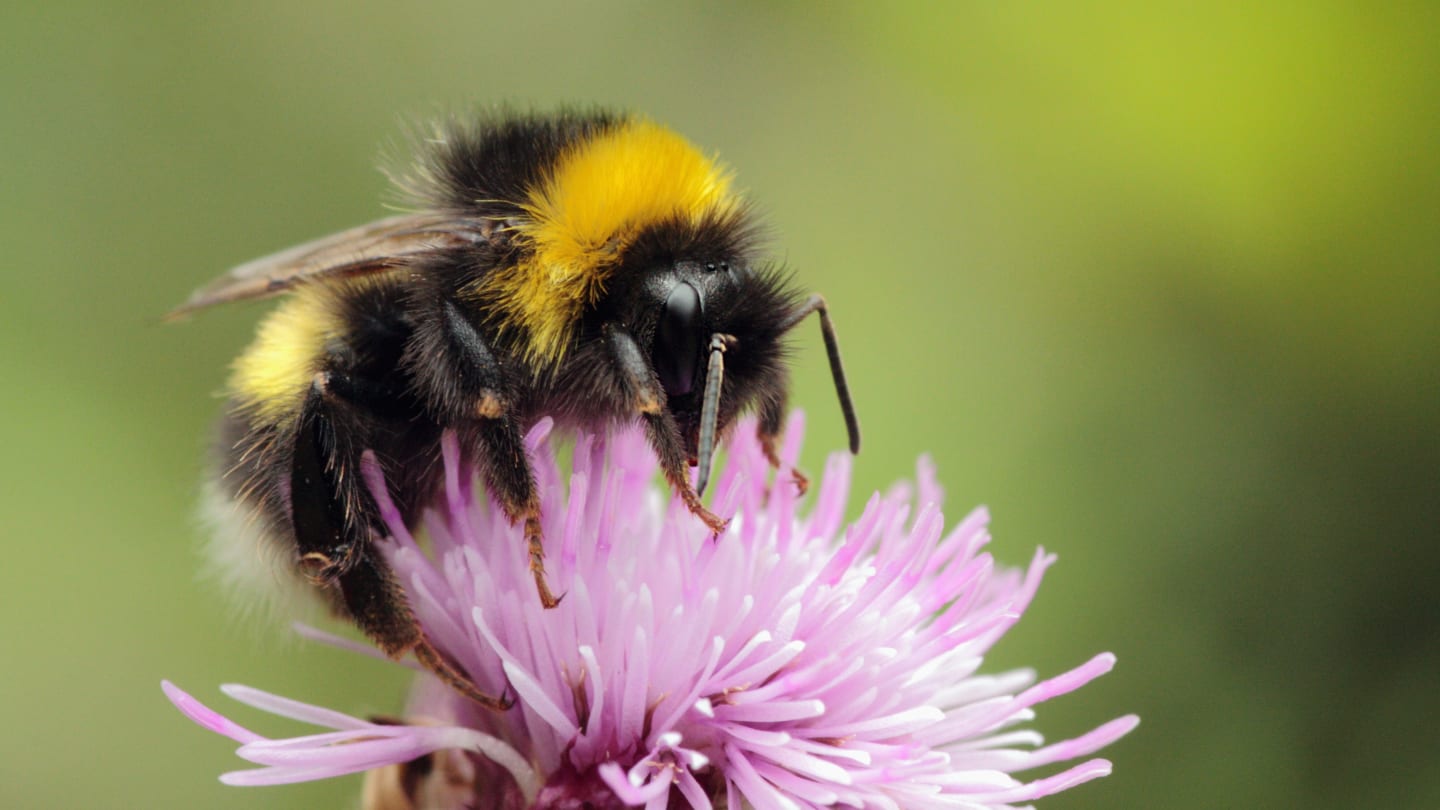 Bee Team: Bumblebees Can Cooperate To Push LEGO Bricks, According to Science