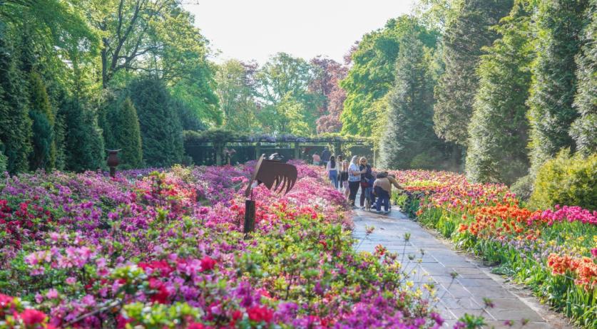 Disapointed Keukenhof visitors flood TikTok with videos of wilting, dead flowers