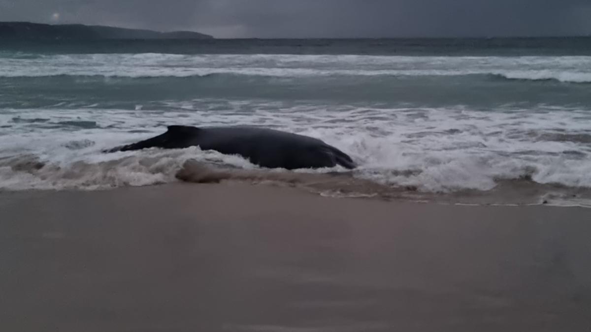 Shark alert issued for Ocean Beach Surfing Spot in Denmark after sick humpback whale stranded itself and died
