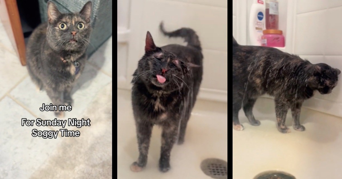 Pym the shower cat goes viral, savoring the sweet luxuries of feline hygiene in the form of a purrfect, hot shower: 'Washing away the Sunday scaries'