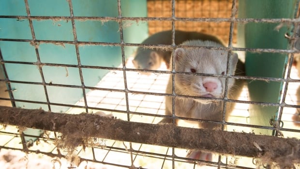 B.C. court rejects mink farmers' lawsuits over industry shutdown