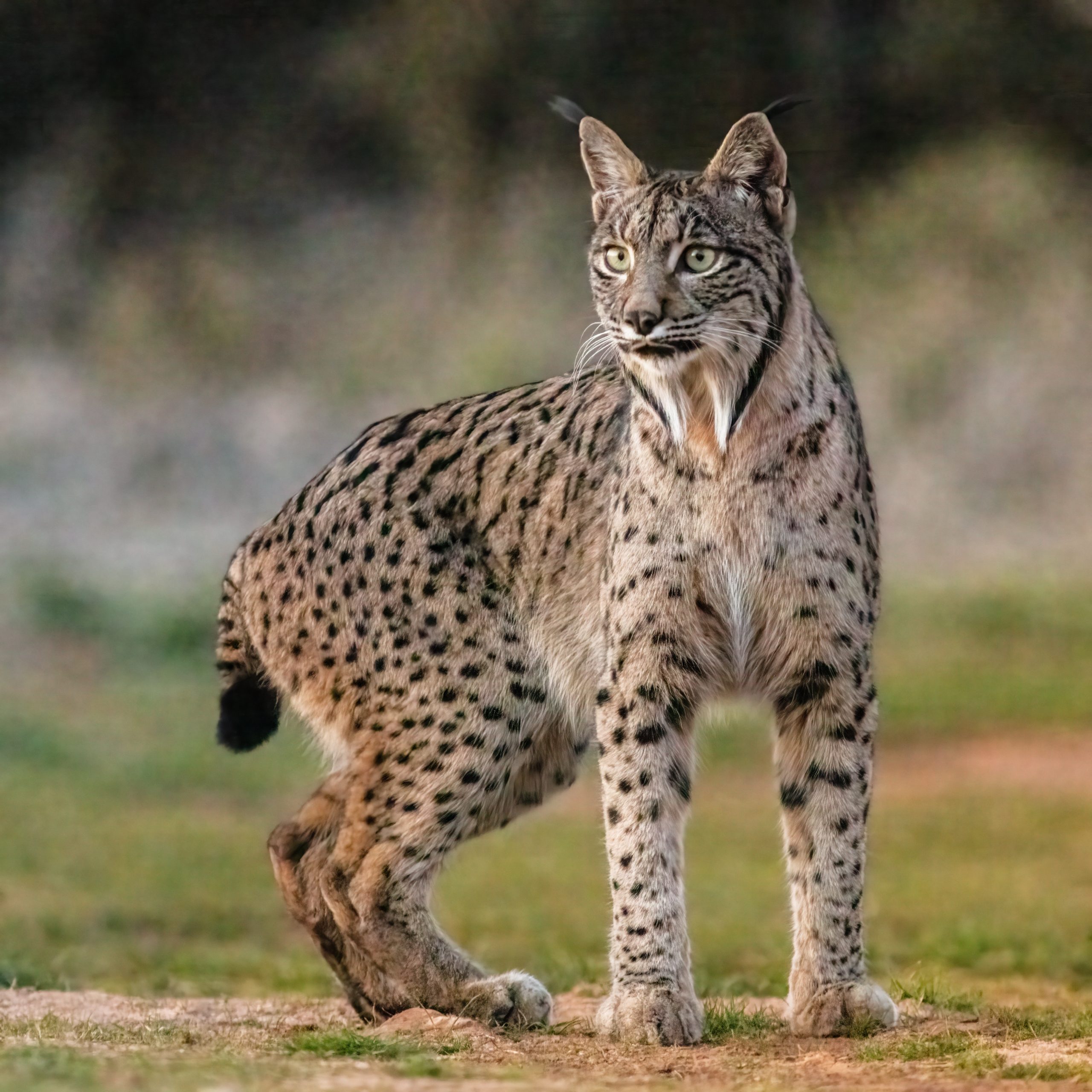 Lynx victory in Spain: Wild cat is almost free of risk of extinction after population surpasses 2,000