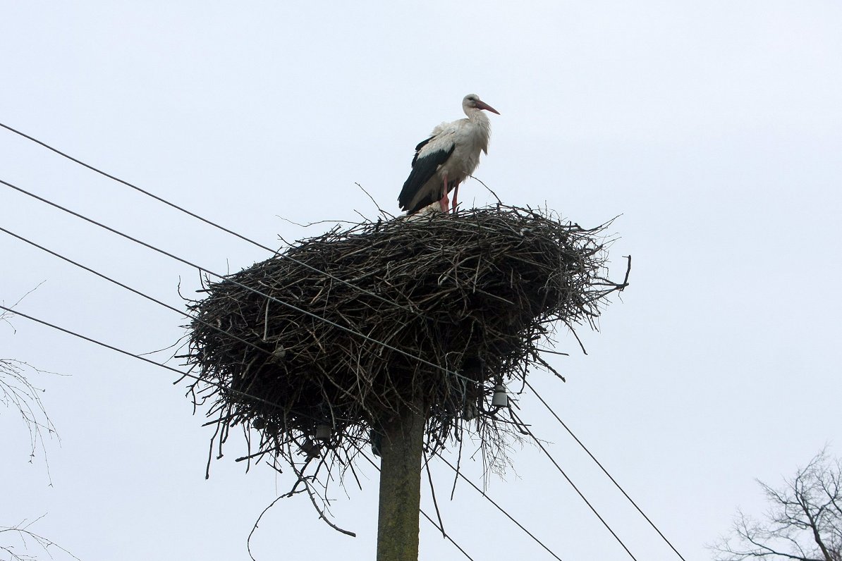 Haven't counted nests yet? Better stork now