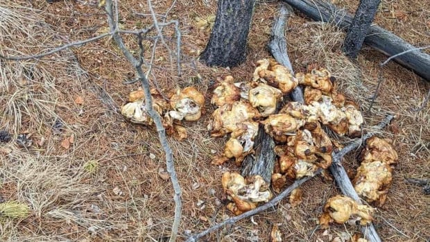 Rotisserie mystery: Yukoner's dog finds pile of cooked chickens dumped in woods