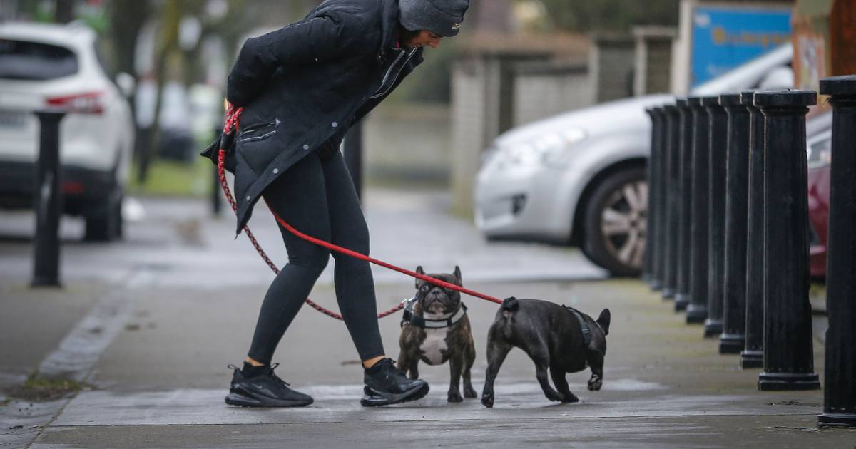 Sarah Moss: Irish dog-walkers are kinder than English dog-walkers