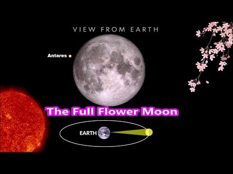 Full Flower Moon Rising - Lunar Occultation Of Antares - Don&#39;t Miss Out The May&#39;s Stunning Full Moon