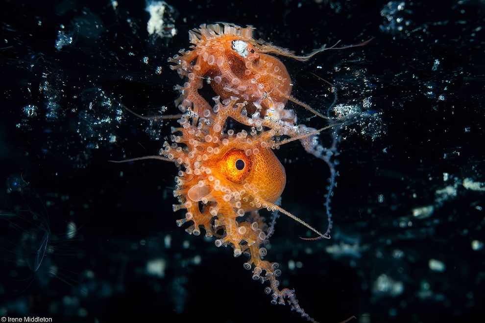 Spectacular Winning Images Of The United Nations World Oceans Day Photo Contest 2024