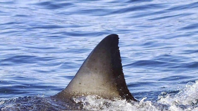 Watch: Beachgoers left terrified as two-metre shark approaches the shore at this hugely popular holiday destination in Spain