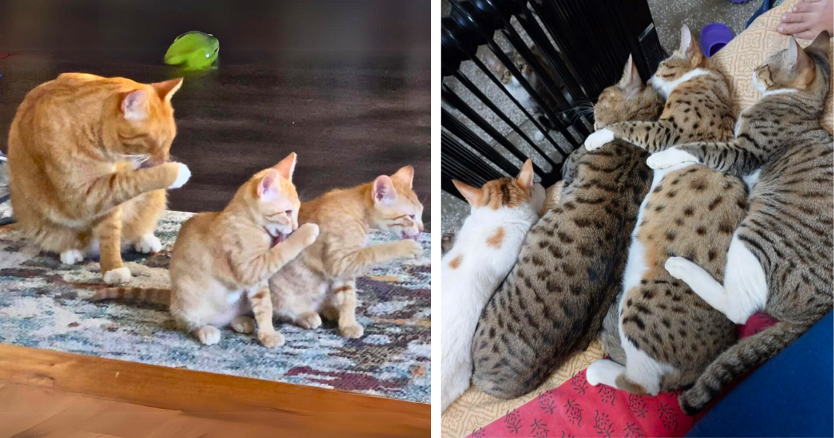 23 Funny Fuzzy Feline Family Photos of Absolutely Adorable Cute Kitty Crews