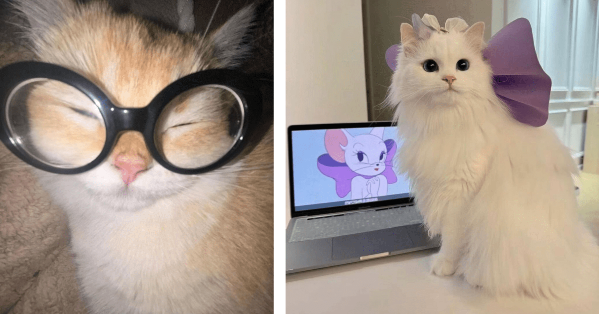 21 Pawdorable Pictures From The Lives Of Cats To Warm Your Heart