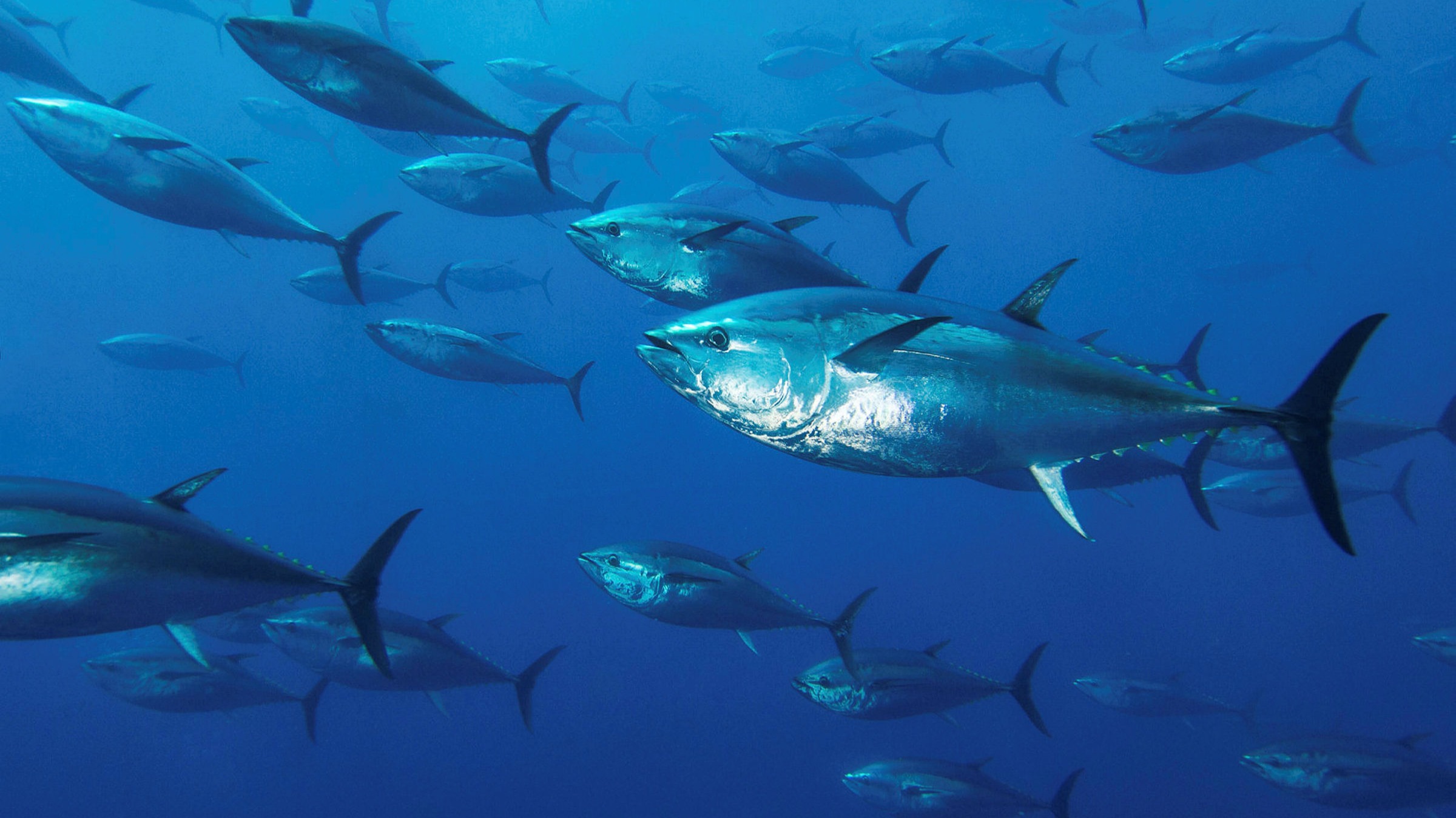 Bluefin tuna fishing season begins this week in Gibraltar waters: Everything you need to know about new rules and regulations to haul in these oceanic beasts