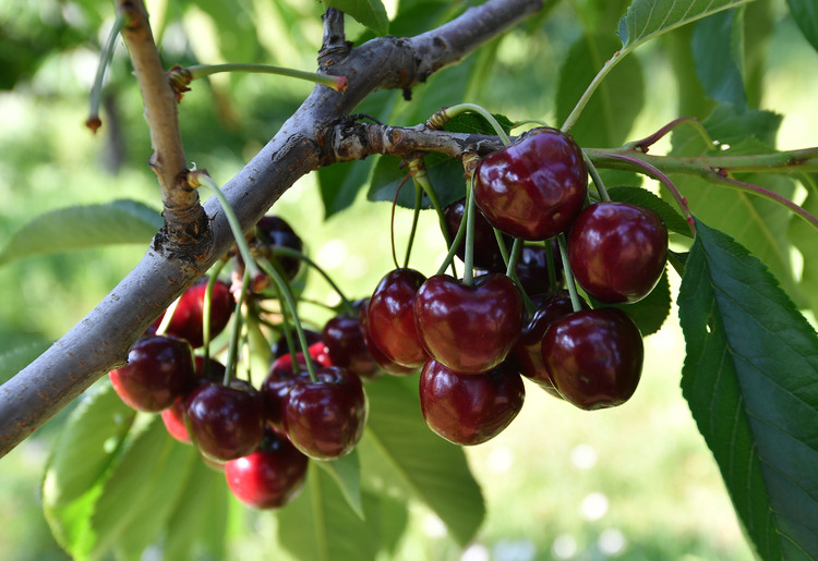 Abundant Cherry Harvest in Burgas, Cherry Farmers in Kyustendil Want Easing of Export Procedures and Creation of State Enterprise
