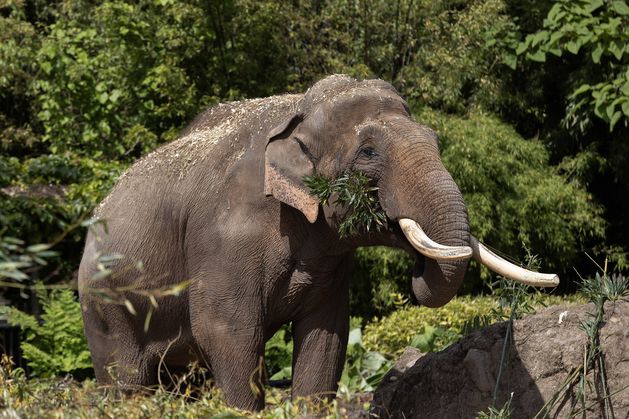 Dublin Zoo welcomes arrival of first bull elephant with tusks named Aung Bo