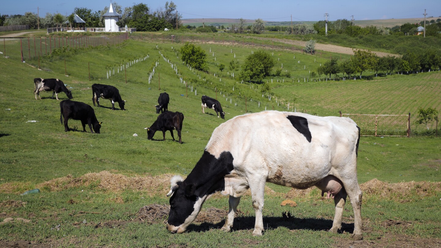 Gassy cows and pigs will face a carbon tax in Denmark, a world first