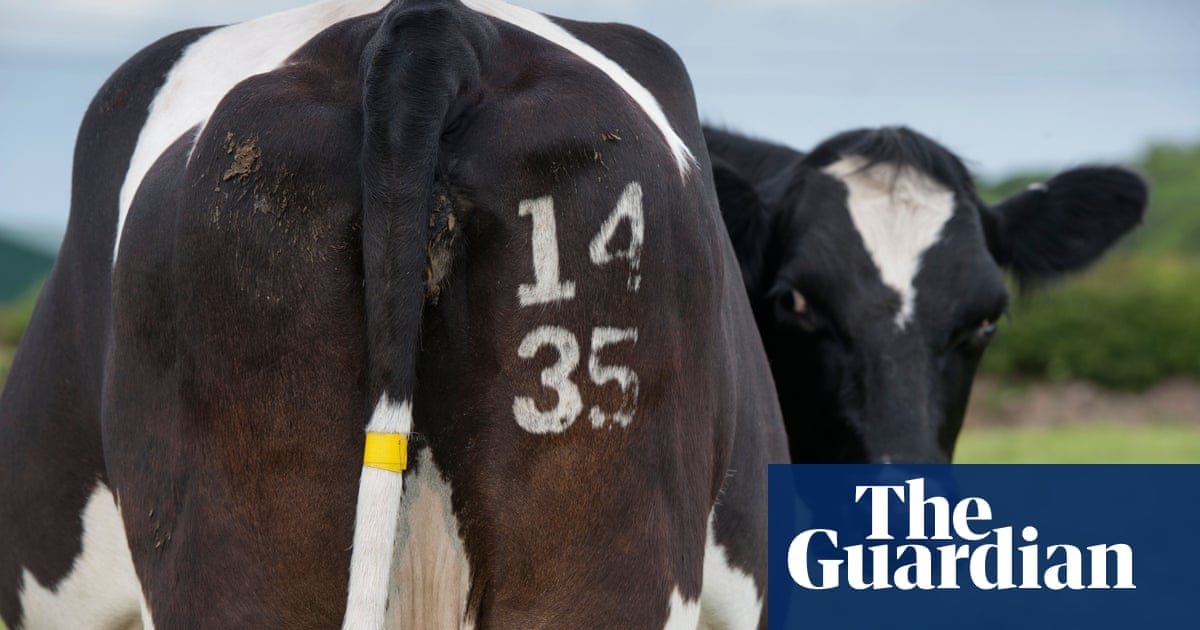 Flatulent livestock to incur green levy in Denmark from 2030