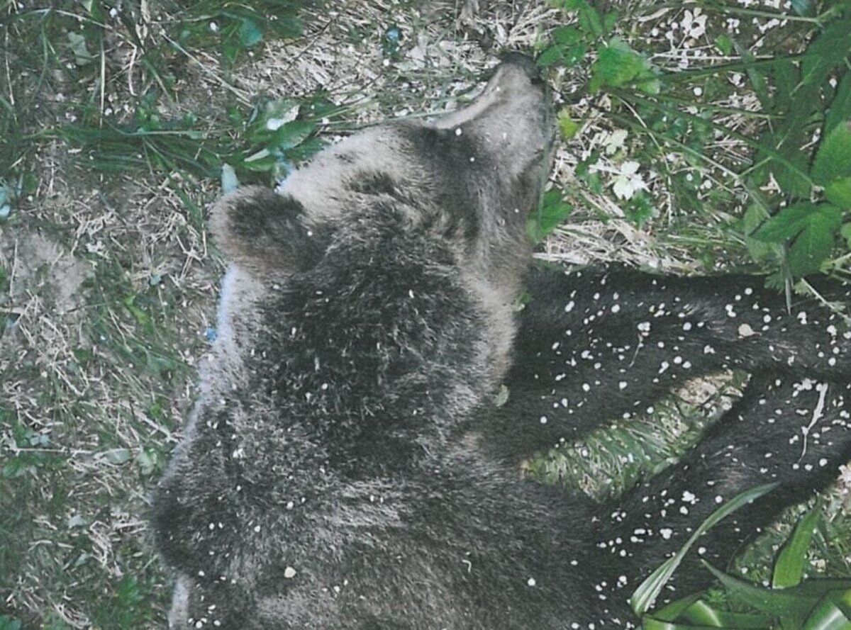 News digest: In 17 days, conservationists kill 16 protected bears