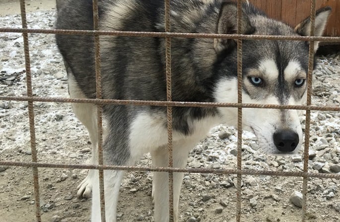 Majority of dogs in Finland are yet to be registered