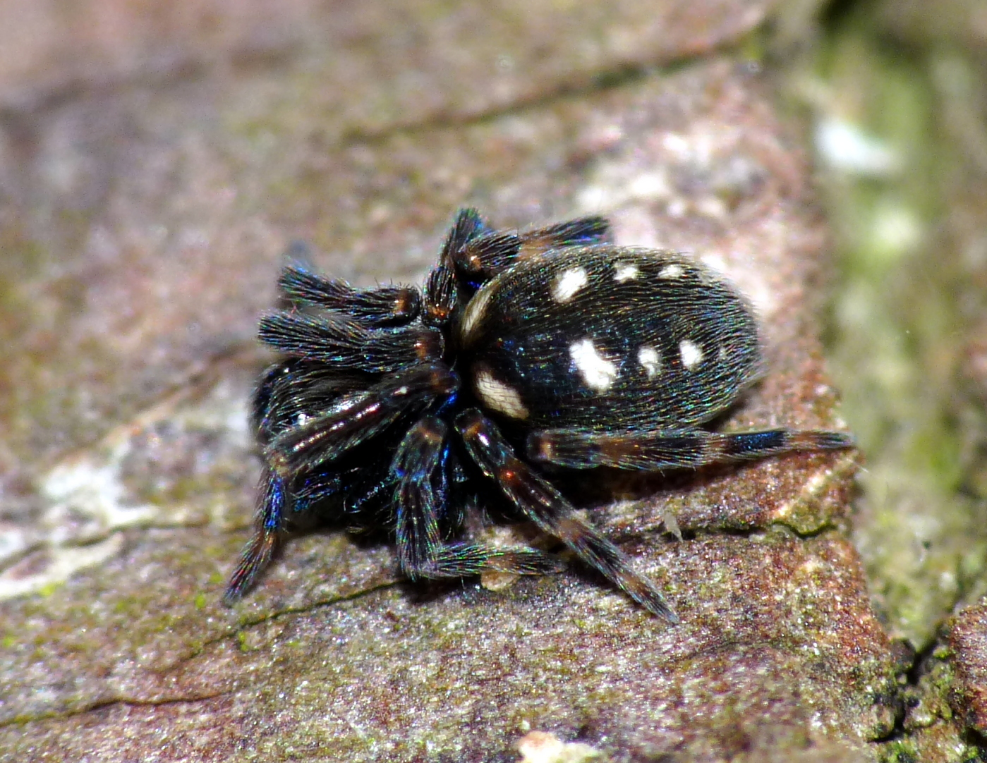 New spider species discovered in Brussels
