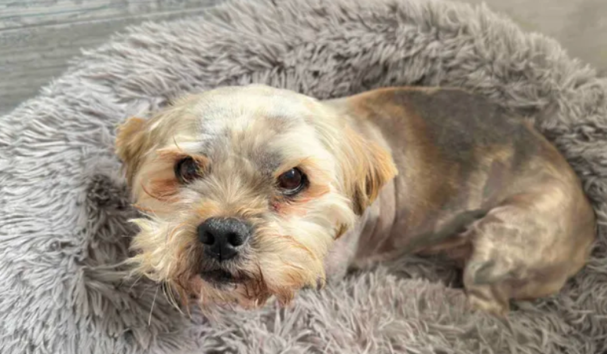 Kind-hearted Donegal couple start fundraiser for homeless dog found in poor health